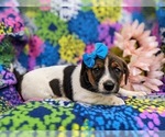 Small Photo #4 Jack Russell Terrier Puppy For Sale in QUARRYVILLE, PA, USA