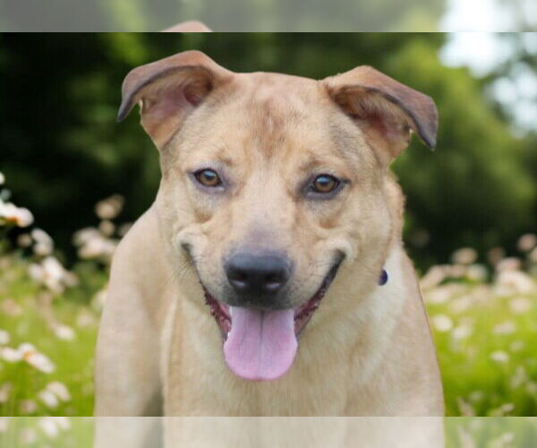 Medium Photo #5 American Pit Bull Terrier-Golden Retriever Mix Puppy For Sale in Cookeville, TN, USA