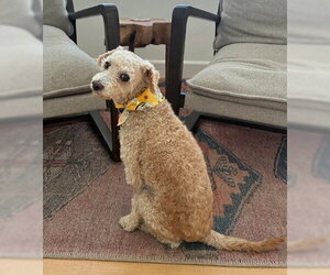 Bella - Female Poodle (Miniature) Dog for Adoption - Photo #2