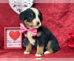 Bernese Mountain Dog-Labrador Retriever Mix Puppy for sale in LANCASTER, PA, USA