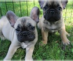 Small Photo #1 French Bulldog Puppy For Sale in SOLWAY, MN, USA