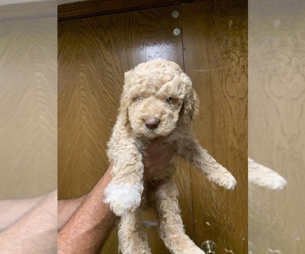 Medium Photo #2 Goldendoodle Puppy For Sale in BRKN ARW, OK, USA