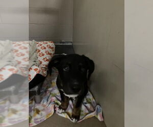 German Shepherd Dog-Unknown Mix Dogs for adoption in Santa Maria, CA, USA