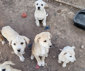 Great Pyrenees Dogs for adoption in PAULDEN, AZ, USA