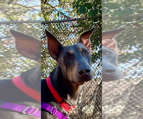 Medium Photo #1 Doberman Pinscher Puppy For Sale in Lawrenceville, NJ, USA