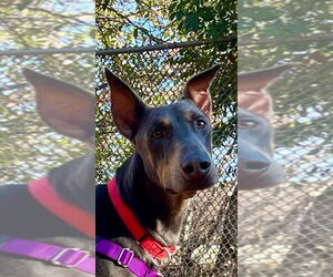 Doberman Pinscher Dogs for adoption in Lawrenceville, NJ, USA