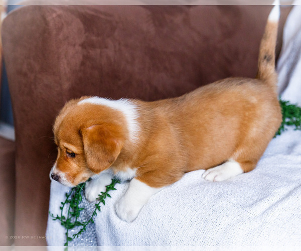 Medium Photo #7 Dorgi Puppy For Sale in WAKARUSA, IN, USA