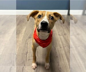 Labbe Dogs for adoption in Lakewood, CO, USA