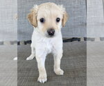 Small #1 Maltese Mix