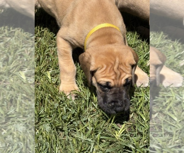 Medium Photo #3 Great Dane Puppy For Sale in FAIR OAKS, CA, USA