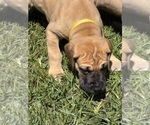 Puppy Yellow girl Great Dane