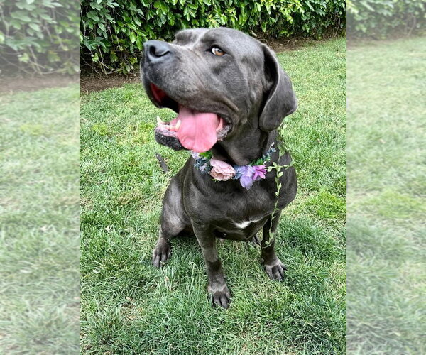 Medium Photo #4 Mutt Puppy For Sale in Redlands, CA, USA