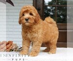 Small #2 Goldendoodle (Miniature)