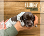 Puppy Flurry German Shorthaired Pointer