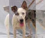 Small #4 Australian Shepherd Mix