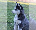 Small Photo #1 Siberian Husky Puppy For Sale in STEVENS, PA, USA