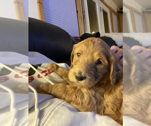 Medium Photo #1 Goldendoodle Puppy For Sale in WHITEFISH, MT, USA