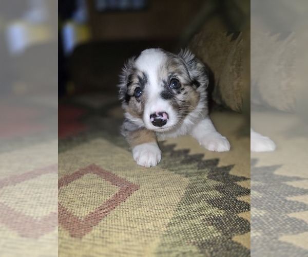 Medium Photo #8 Miniature Australian Shepherd Puppy For Sale in ADAIR VILLAGE, OR, USA