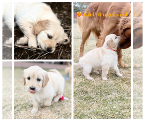 Medium Golden Retriever