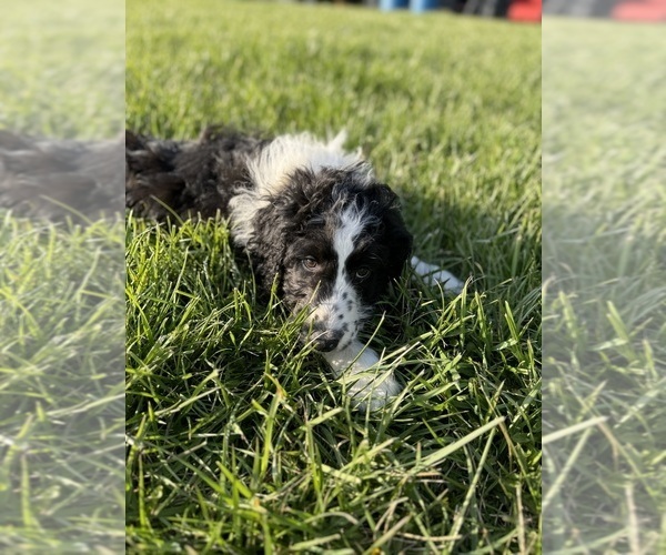 Medium Photo #1 Aussiedoodle Puppy For Sale in MARTINSVILLE, IN, USA