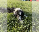 Small Photo #1 Aussiedoodle Puppy For Sale in MARTINSVILLE, IN, USA