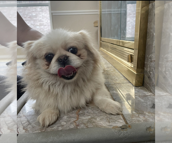 Medium Photo #1 Pekingese Puppy For Sale in PLANO, TX, USA