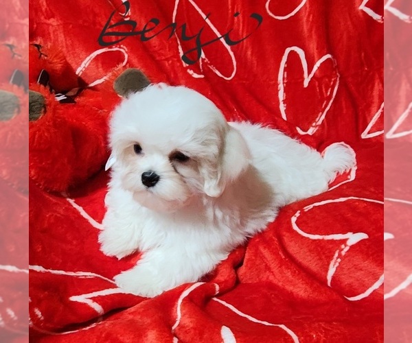 Medium Photo #2 Maltese Puppy For Sale in BRANDON, MS, USA