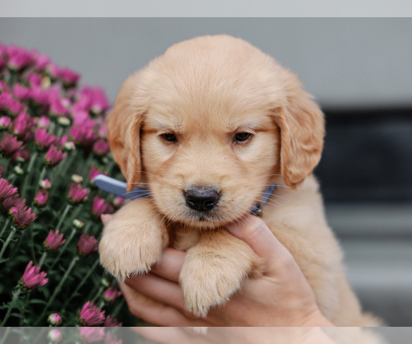 Medium Photo #4 Golden Retriever Puppy For Sale in LIBERTY, KY, USA
