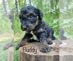 Image preview for Ad Listing. Nickname: Buddy