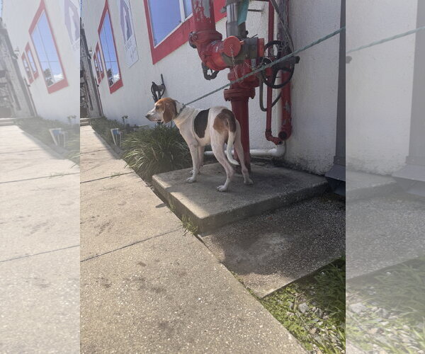 Medium Photo #6 Beagle Puppy For Sale in Sanford, FL, USA