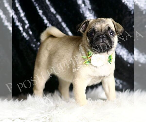 Medium Photo #5 Pug Puppy For Sale in WARSAW, IN, USA