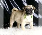 Small #4 Pug