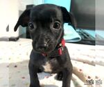 Small #3 Chihuahua Mix