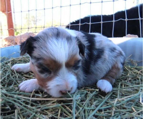 Medium Photo #7 Miniature Australian Shepherd Puppy For Sale in WITTMANN, AZ, USA