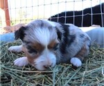 Small Photo #7 Miniature Australian Shepherd Puppy For Sale in WITTMANN, AZ, USA