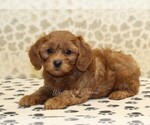 Small #1 Cavapoo