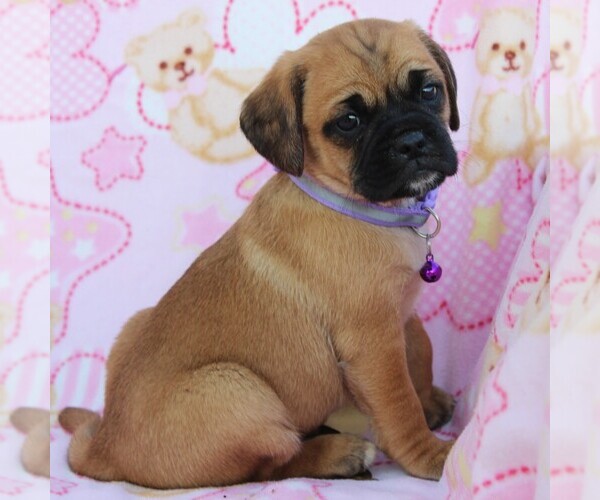 Medium Photo #6 Puggle Puppy For Sale in CHARLOTT HALL, MD, USA