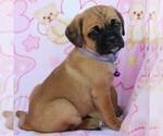 Small Photo #6 Puggle Puppy For Sale in CHARLOTT HALL, MD, USA