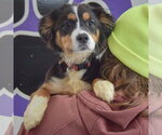 Small #4 Australian Terrier-Collie Mix