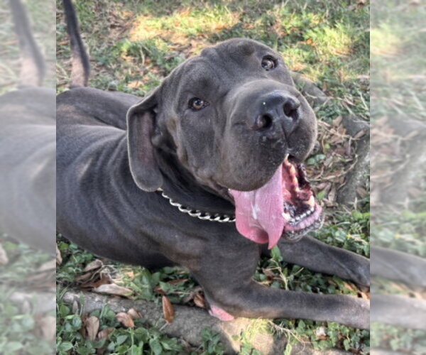Medium Photo #1 Chinese Shar-Pei Puppy For Sale in Texas City, TX, USA