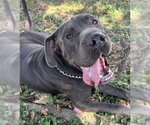 BLUEY - Male Chinese Shar-Pei Dog for Adoption - Small photo