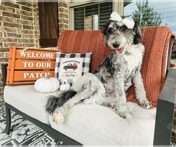 Medium Photo #1 Aussiedoodle Puppy For Sale in ROCKWALL, TX, USA