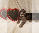 Small Photo #50 Goldendoodle-Sheepadoodle Mix Puppy For Sale in ROCHESTER, NY, USA