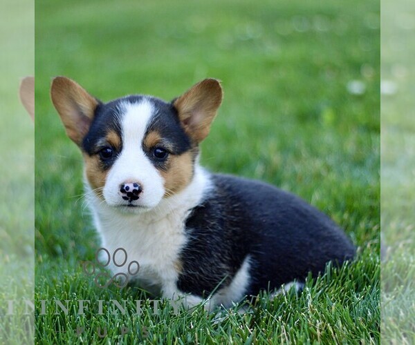 Medium Photo #1 Pembroke Welsh Corgi Puppy For Sale in PARADISE, PA, USA