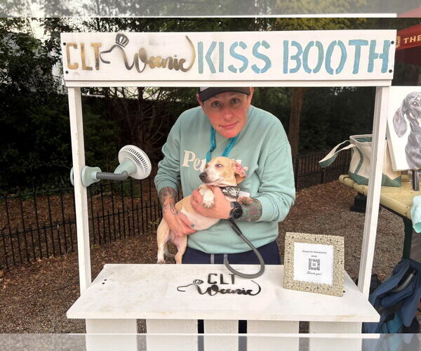 Medium Photo #1 Dachshund Puppy For Sale in York, SC, USA