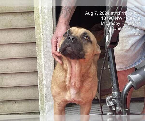 Medium Photo #1 Boxer-Unknown Mix Puppy For Sale in Ocala, FL, USA