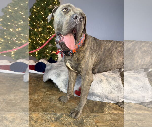 Medium Photo #4 Mutt Puppy For Sale in Goodyear, AZ, USA