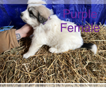 Small Photo #10 Great Pyrenees Puppy For Sale in LINCOLN, MI, USA