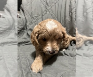 Goldendoodle-Poodle (Miniature) Mix Puppy for sale in FOUNTAIN, CO, USA