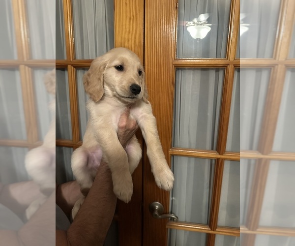 Medium Photo #6 Golden Retriever Puppy For Sale in CHICAGO, IL, USA